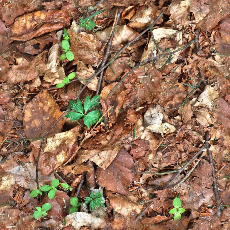 textura transparente de alta resolución de un terreno forestal con hojas de otoño y nueces foto