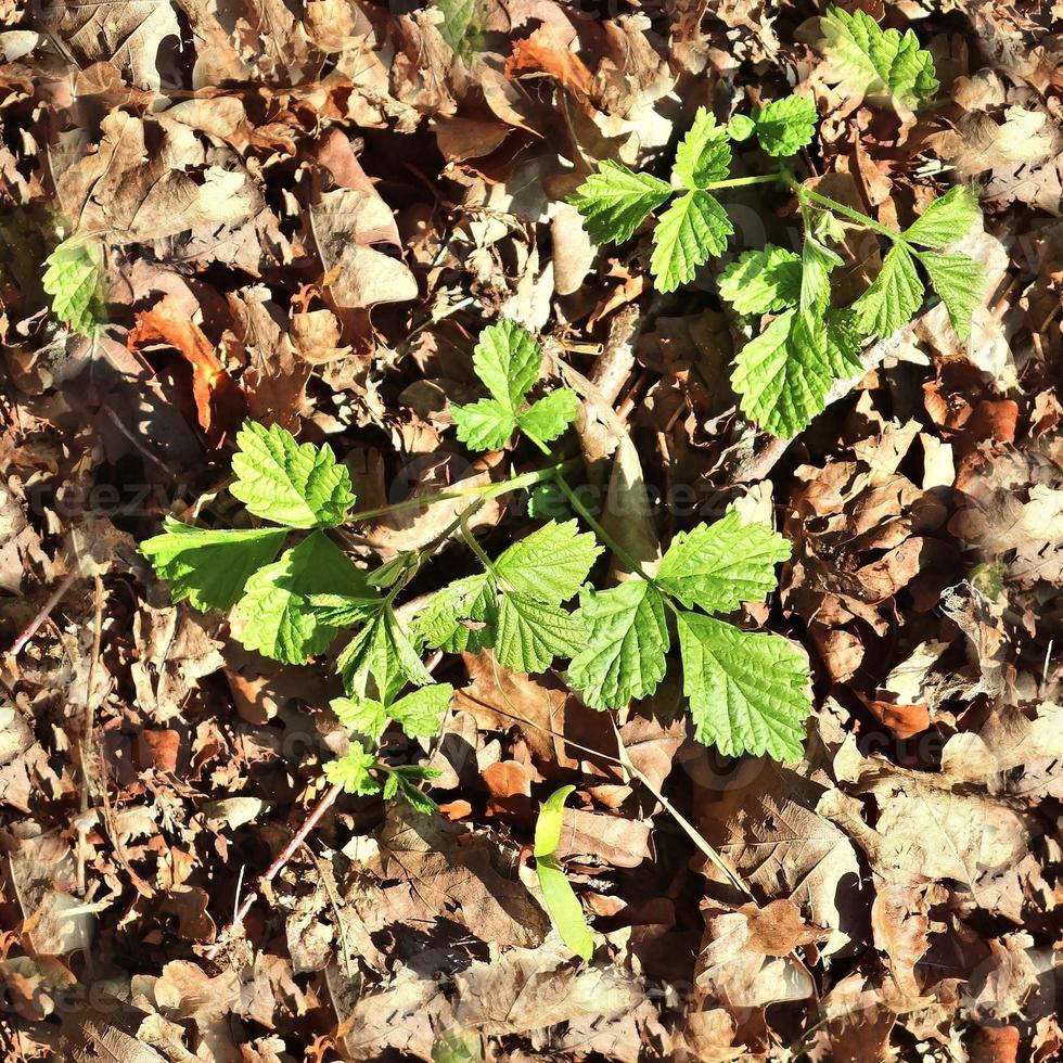 High resolution seamless texture of a forest ground with autumn leaves and nuts photo