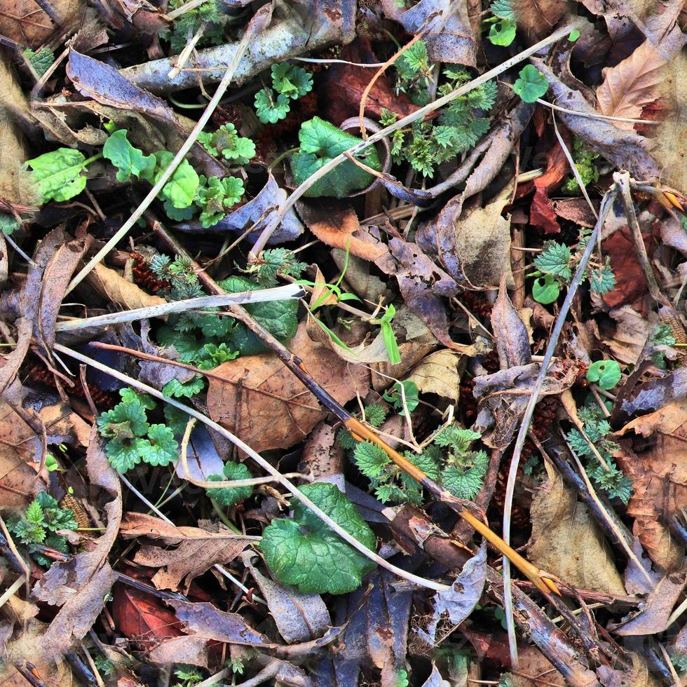 High resolution seamless texture of a forest ground with autumn leaves and nuts photo