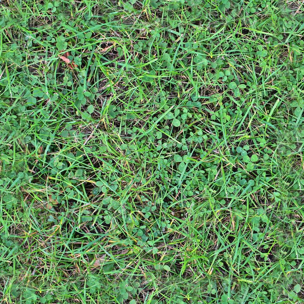 Photo realistic seamless grass texture in hires with more than 6 megapixel in size