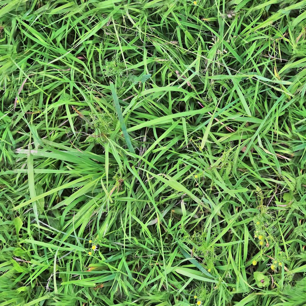 Photo realistic seamless grass texture in hires with more than 6 megapixel in size