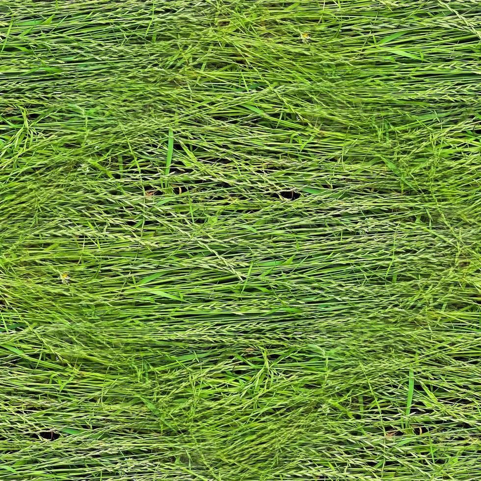 Photo realistic seamless grass texture in hires with more than 6 megapixel in size