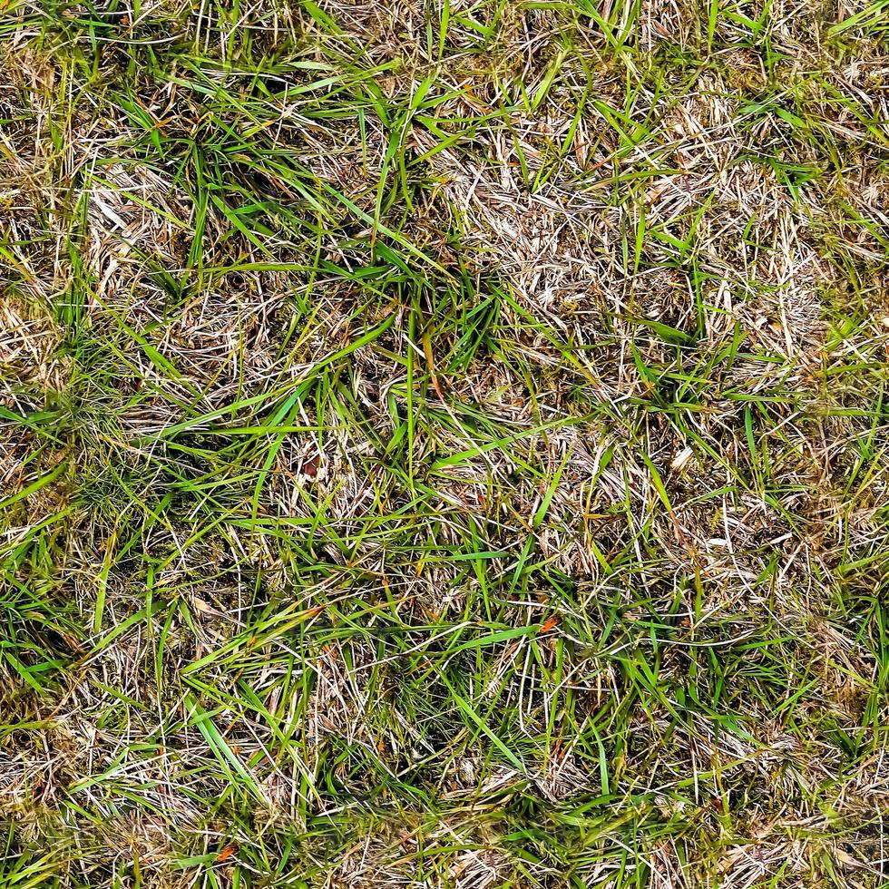 Photo realistic seamless grass texture in hires with more than 6 megapixel in size