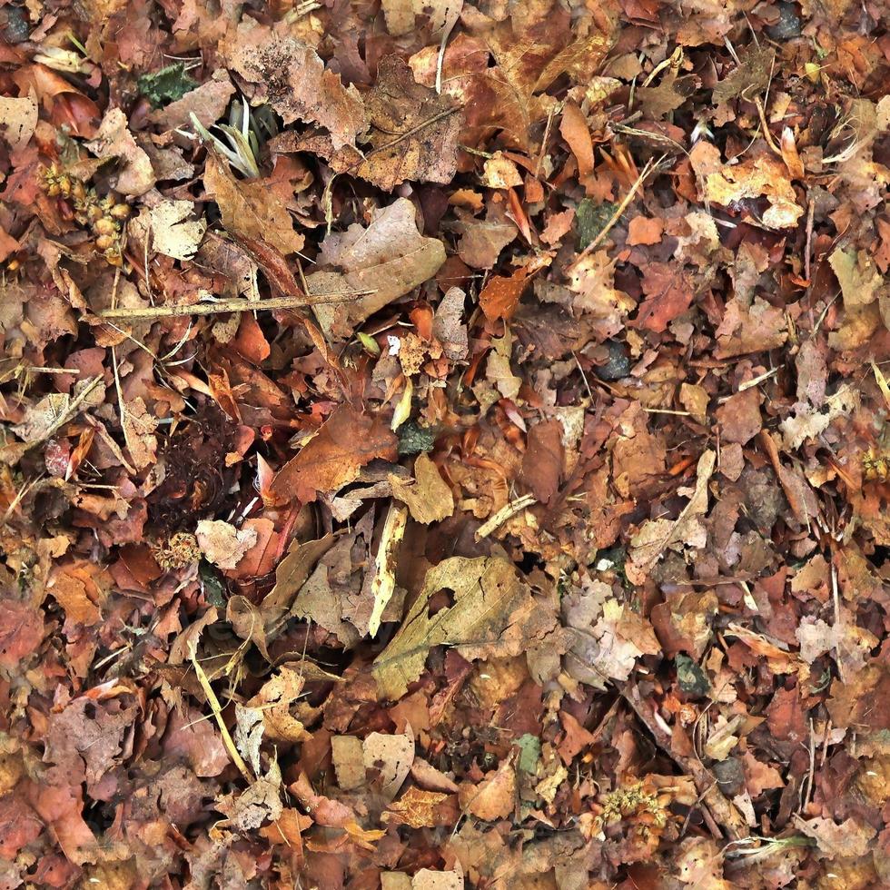 High resolution seamless texture of a forest ground with autumn leaves and nuts photo