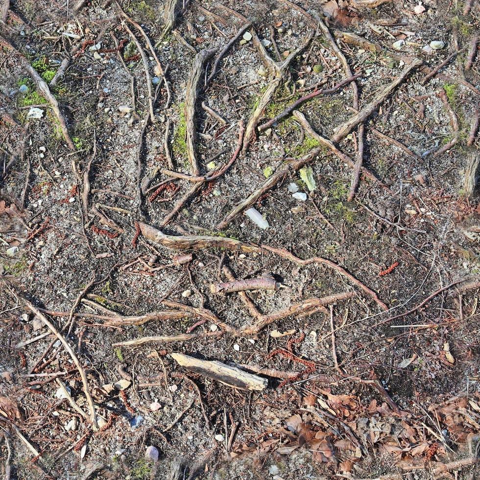 High resolution seamless texture of a forest ground with autumn leaves and nuts photo