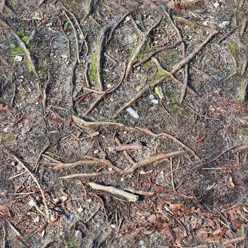 textura transparente de alta resolución de un terreno forestal con hojas de otoño y nueces foto