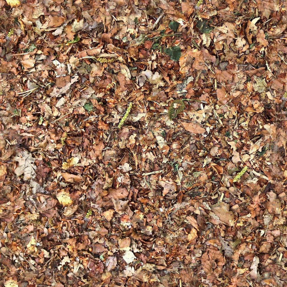 High resolution seamless texture of a forest ground with autumn leaves and nuts photo