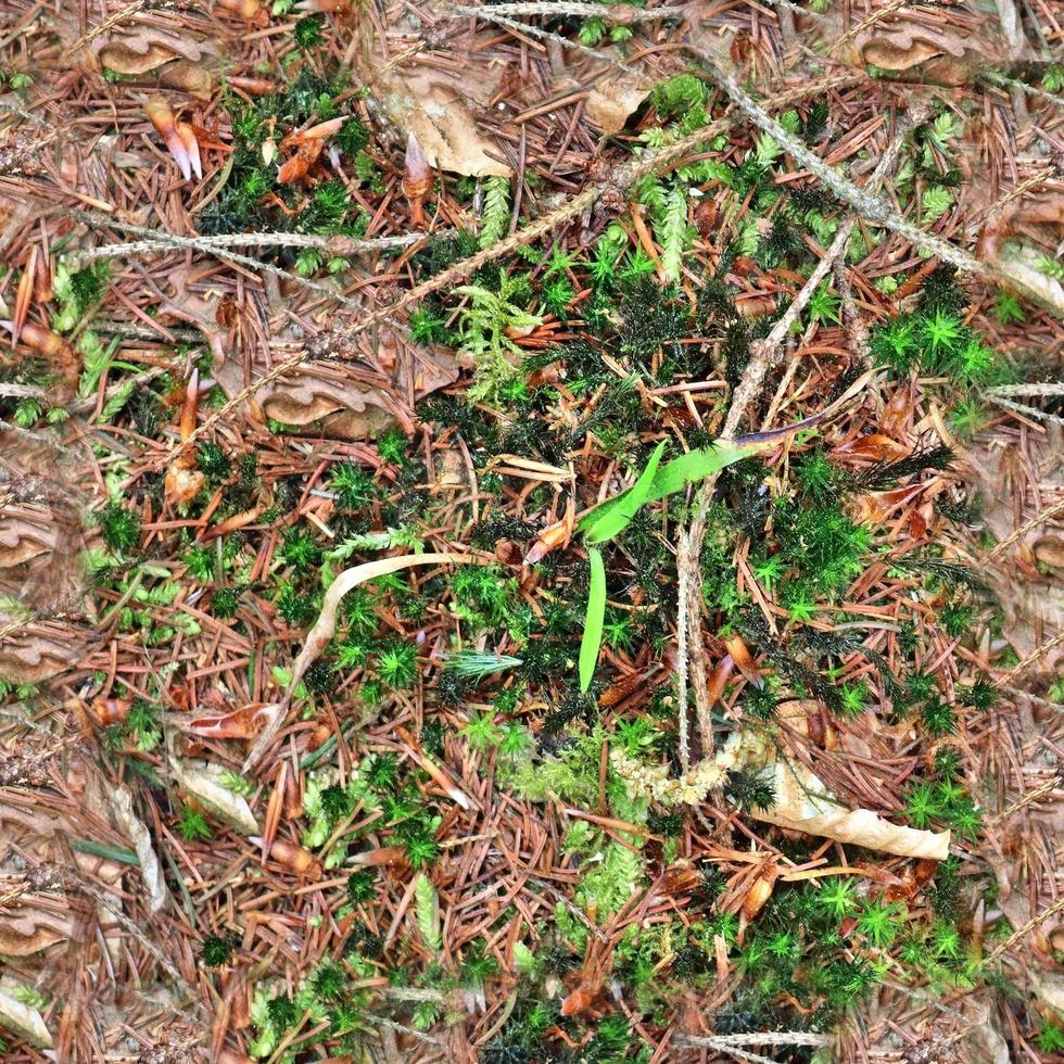 High resolution seamless texture of a forest ground with autumn leaves and nuts photo