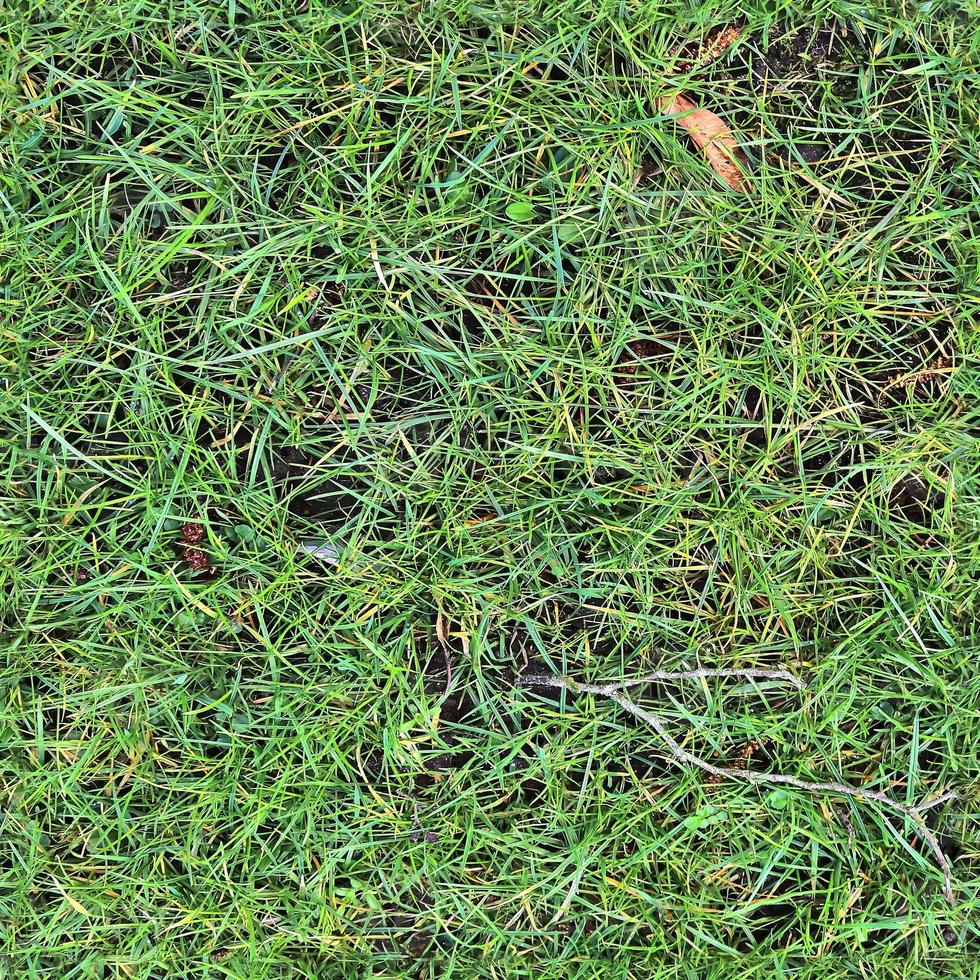 Photo realistic seamless grass texture in hires with more than 6 megapixel in size