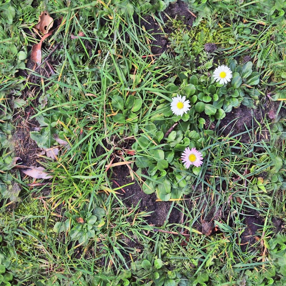 Photo realistic seamless grass texture in hires with more than 6 megapixel in size