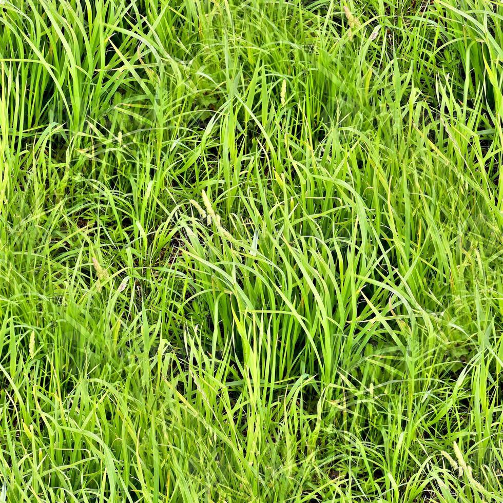 Photo realistic seamless grass texture in hires with more than 6 megapixel in size