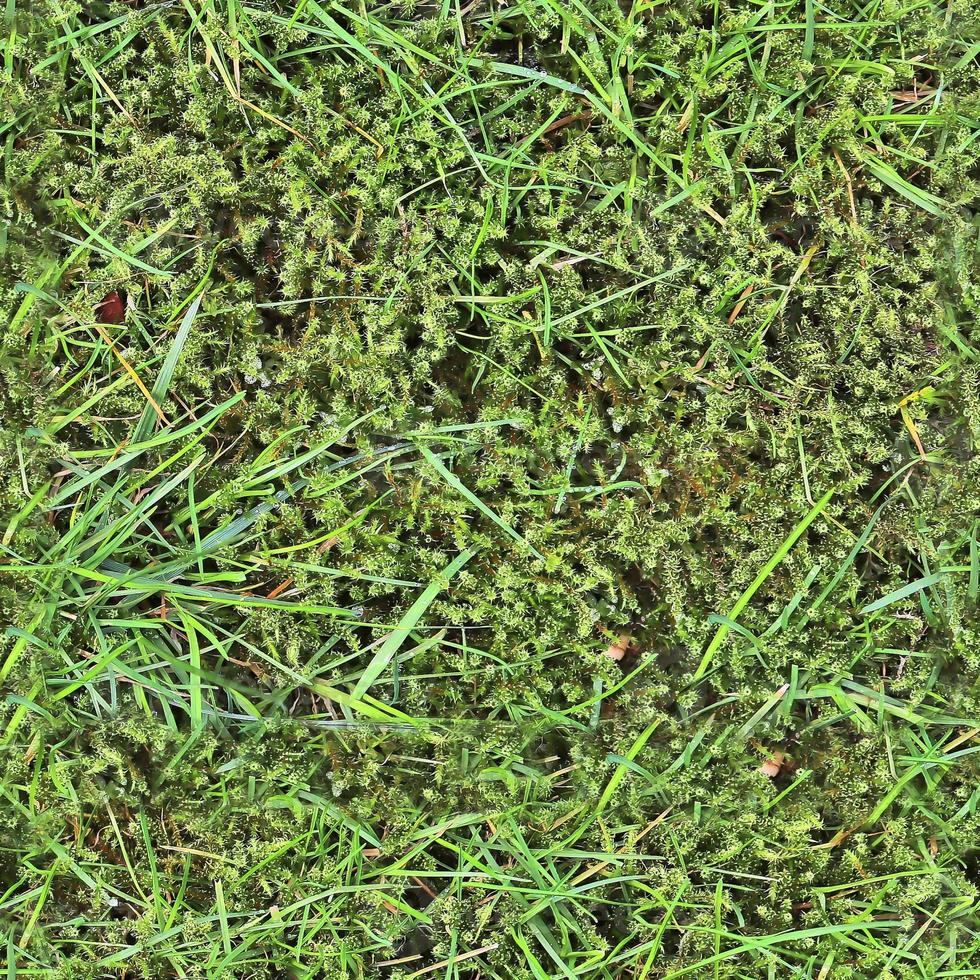 Photo realistic seamless grass texture in hires with more than 6 megapixel in size