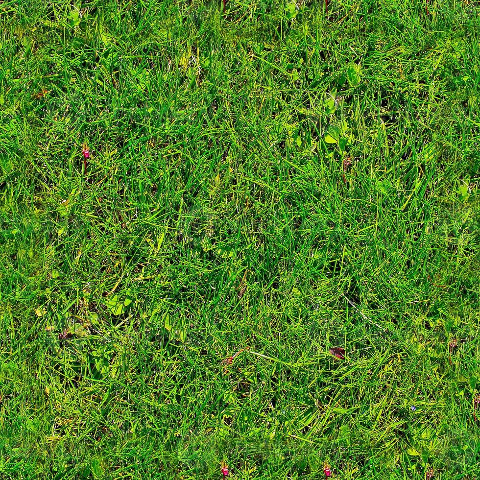 Photo realistic seamless grass texture in hires with more than 6 megapixel in size