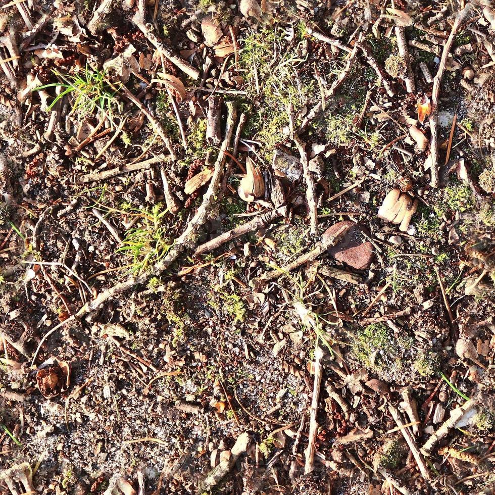 High resolution seamless texture of a forest ground with autumn leaves and nuts photo