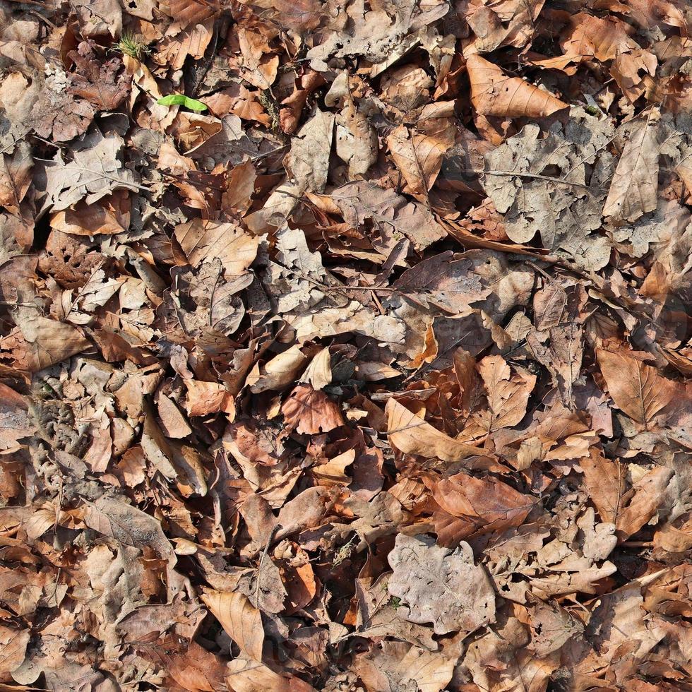 High resolution seamless texture of a forest ground with autumn leaves and nuts photo