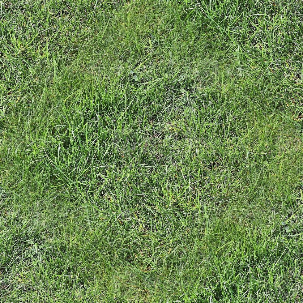 Photo realistic seamless grass texture in hires with more than 6 megapixel in size