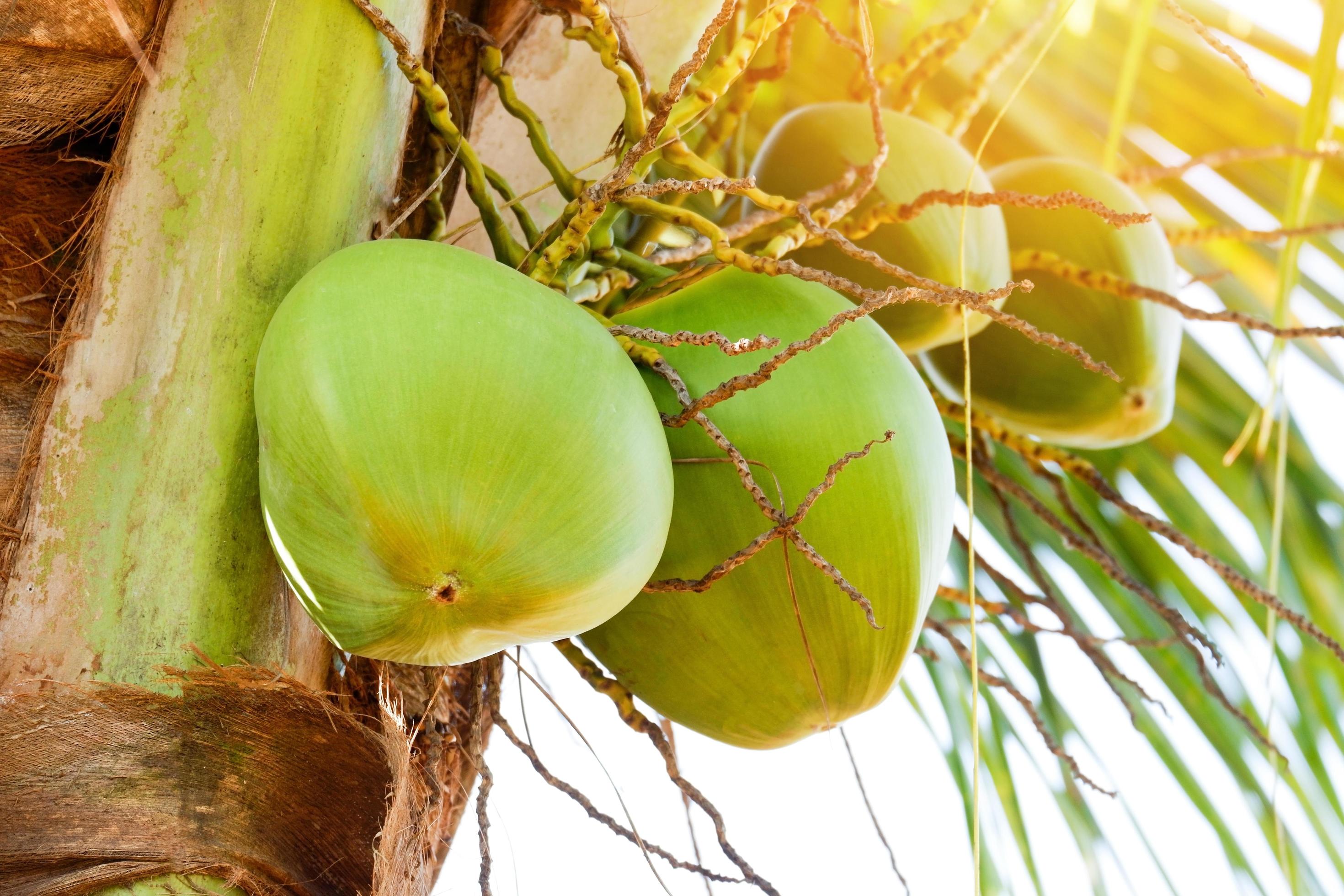 Young coconut fruit on the coconut tree, fresh green coconut palm tree
