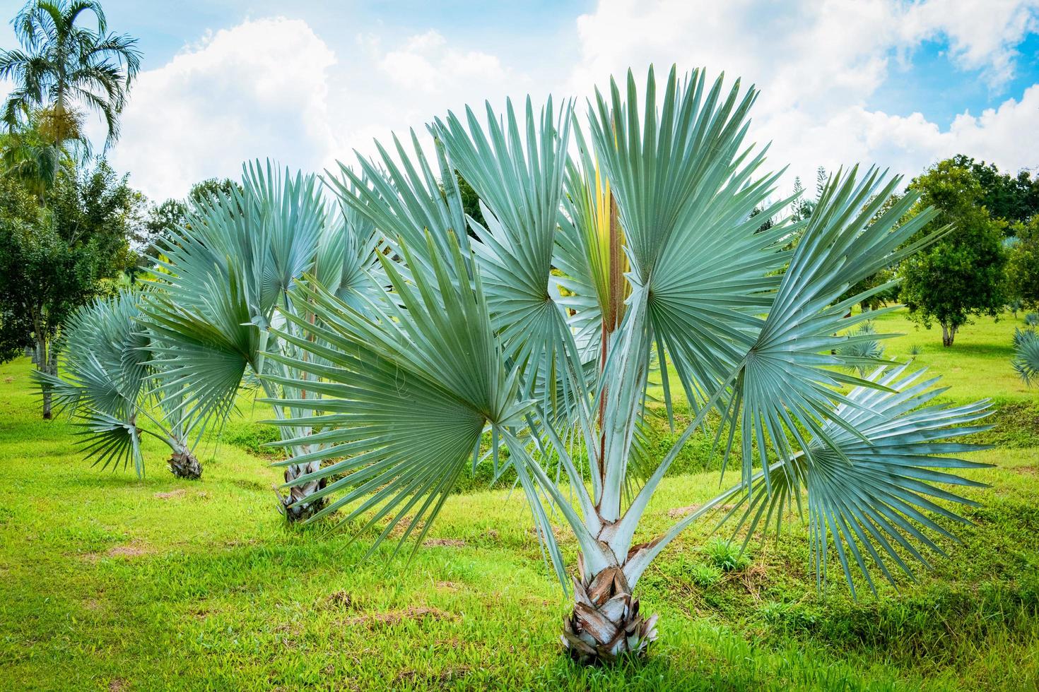 palm trees in the park tropical plant palm garden and blue sky on bright photo
