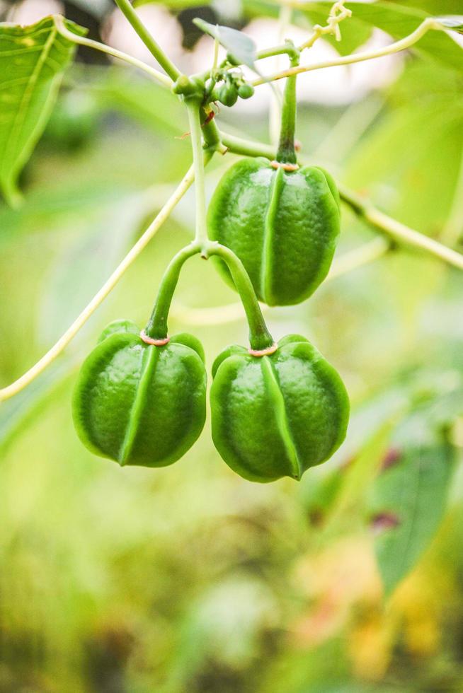 Green of Cassava fruit on branch plant tree and leaf in the cassava field agriculture plantation photo