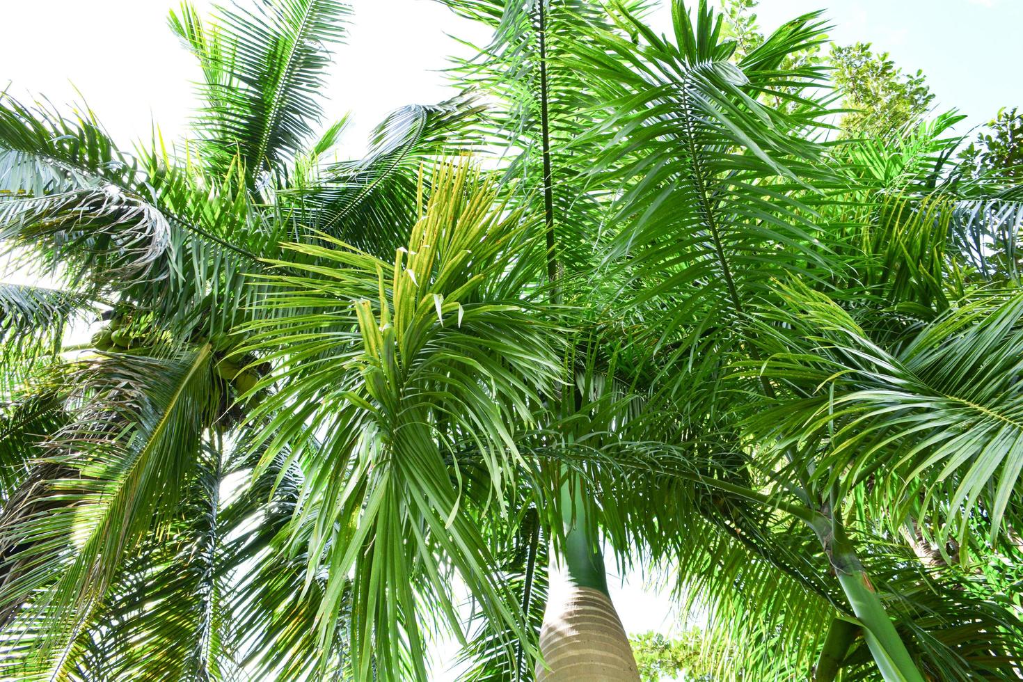 Green leaf of green palm in the garden tropical plant with coconut tree and date palm photo
