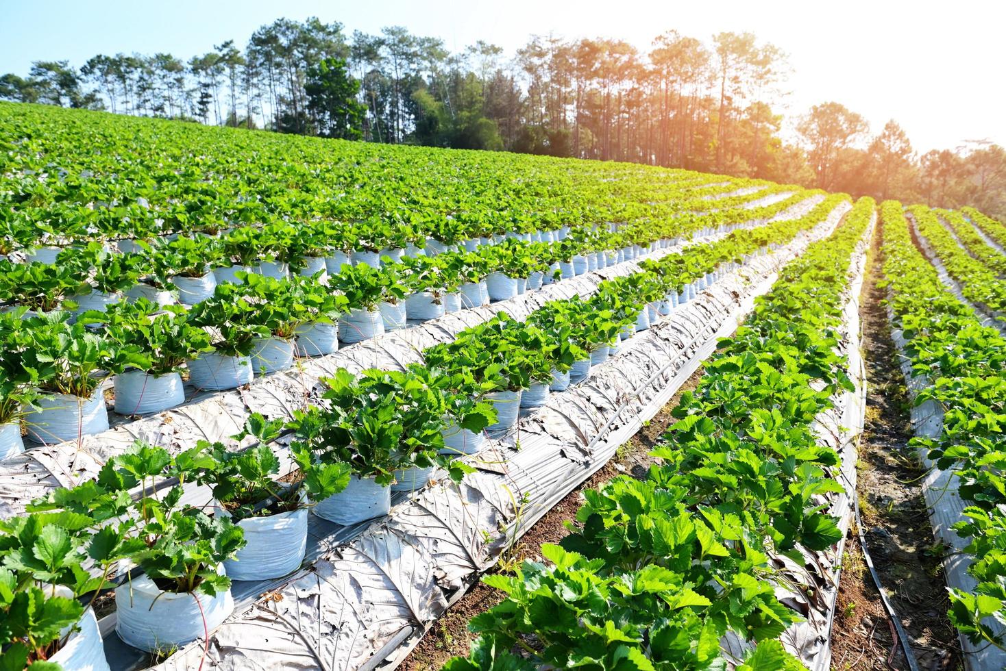 campo de fresas verdes con luz solar, granja de plantas de fresas en maceta, campo de fresas para cosechar fresas jardín fruta planta de fresas árbol en verano foto