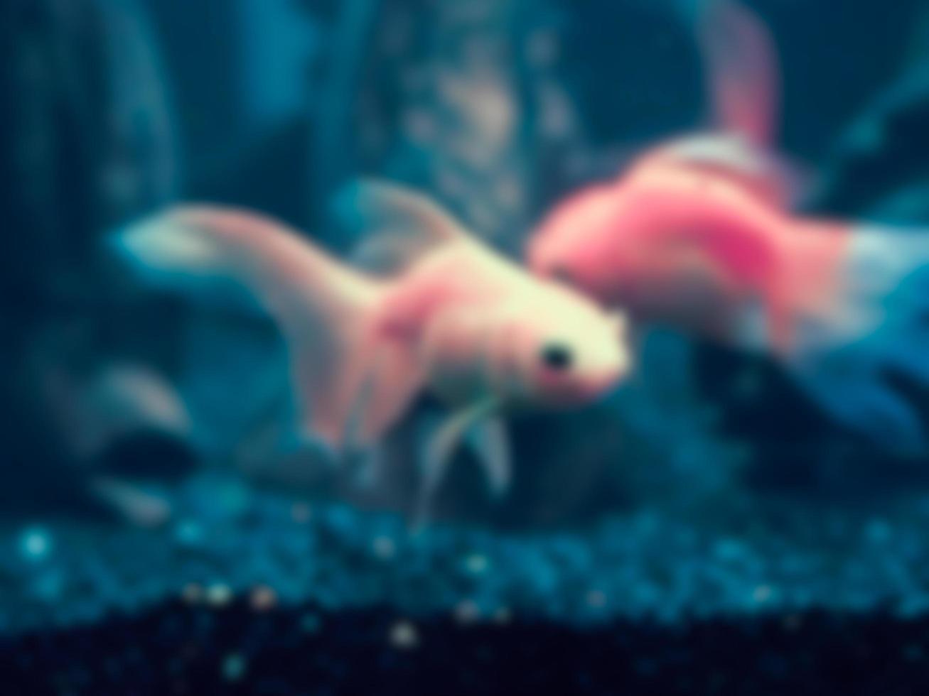 Blurred image of goldfish photo