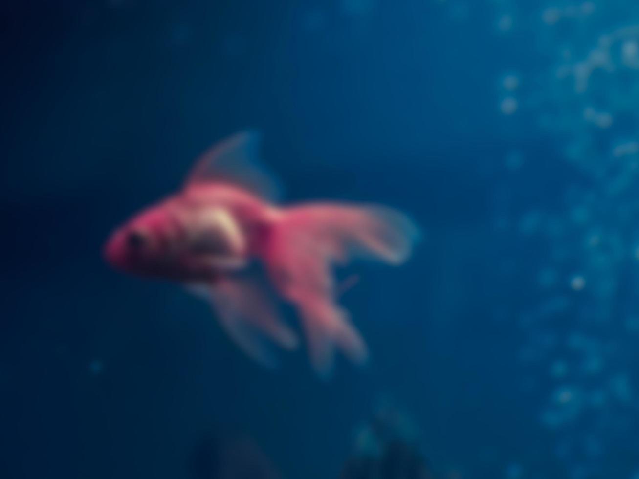 Blurred image of goldfish photo