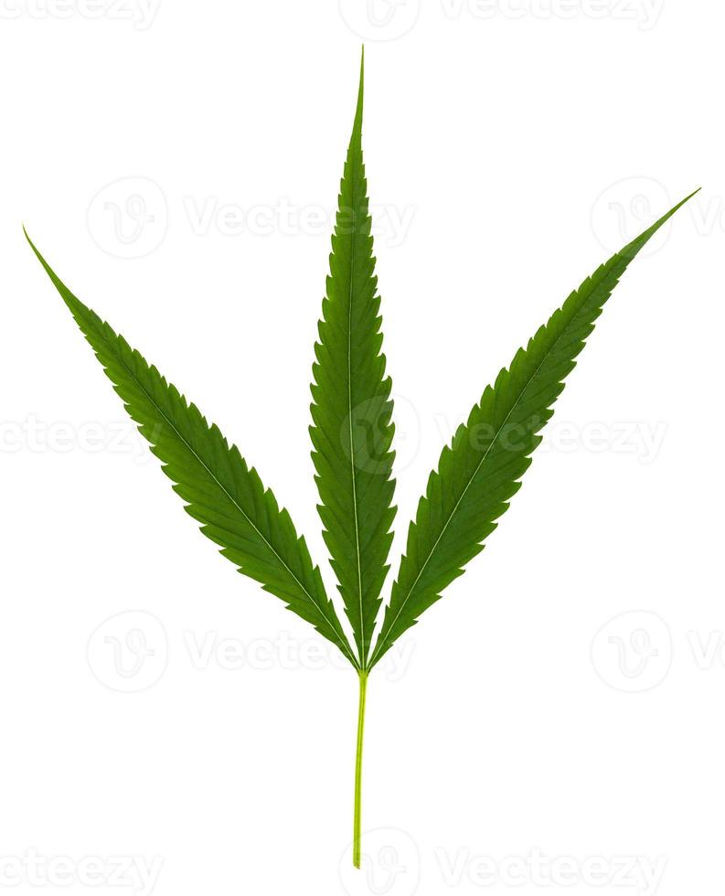 Cannabis leaf, marijuana leaves for use in cooking and has medicinal properties isolated on white background photo