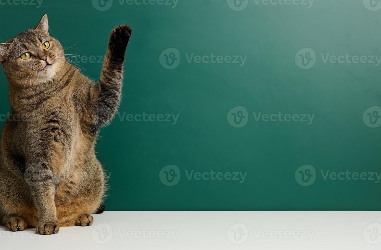 Adult straight-eared Scottish cat on the background of a green chalk board, photo