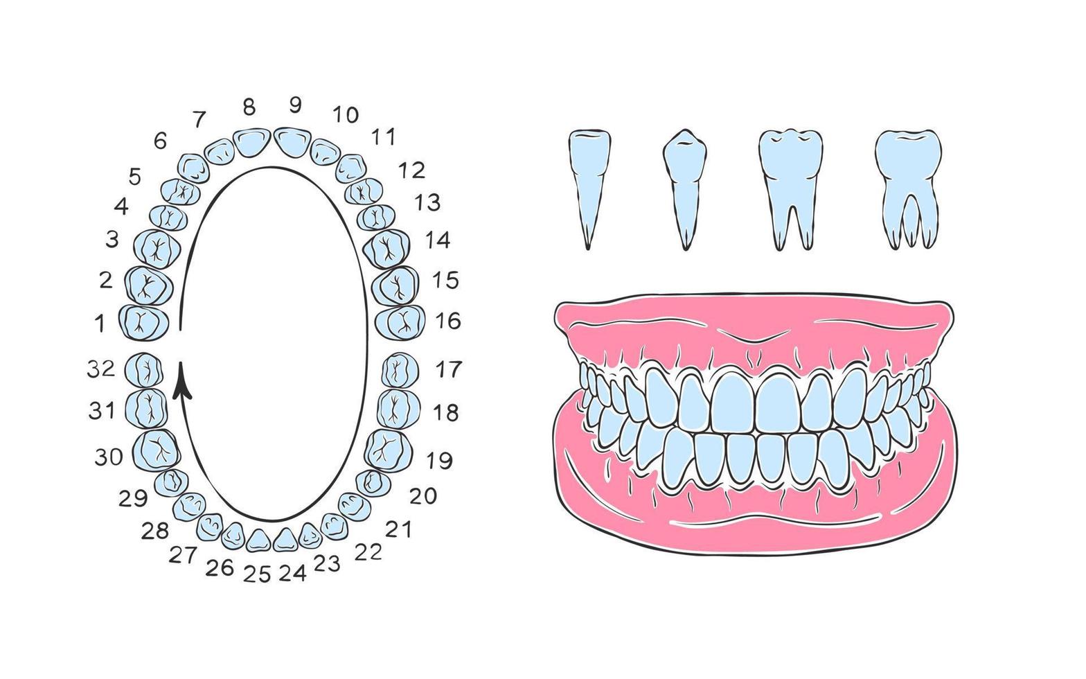 Human tooth jaw anatomy. Sketch style drawing. Infographics in dentistry. Vector illustration