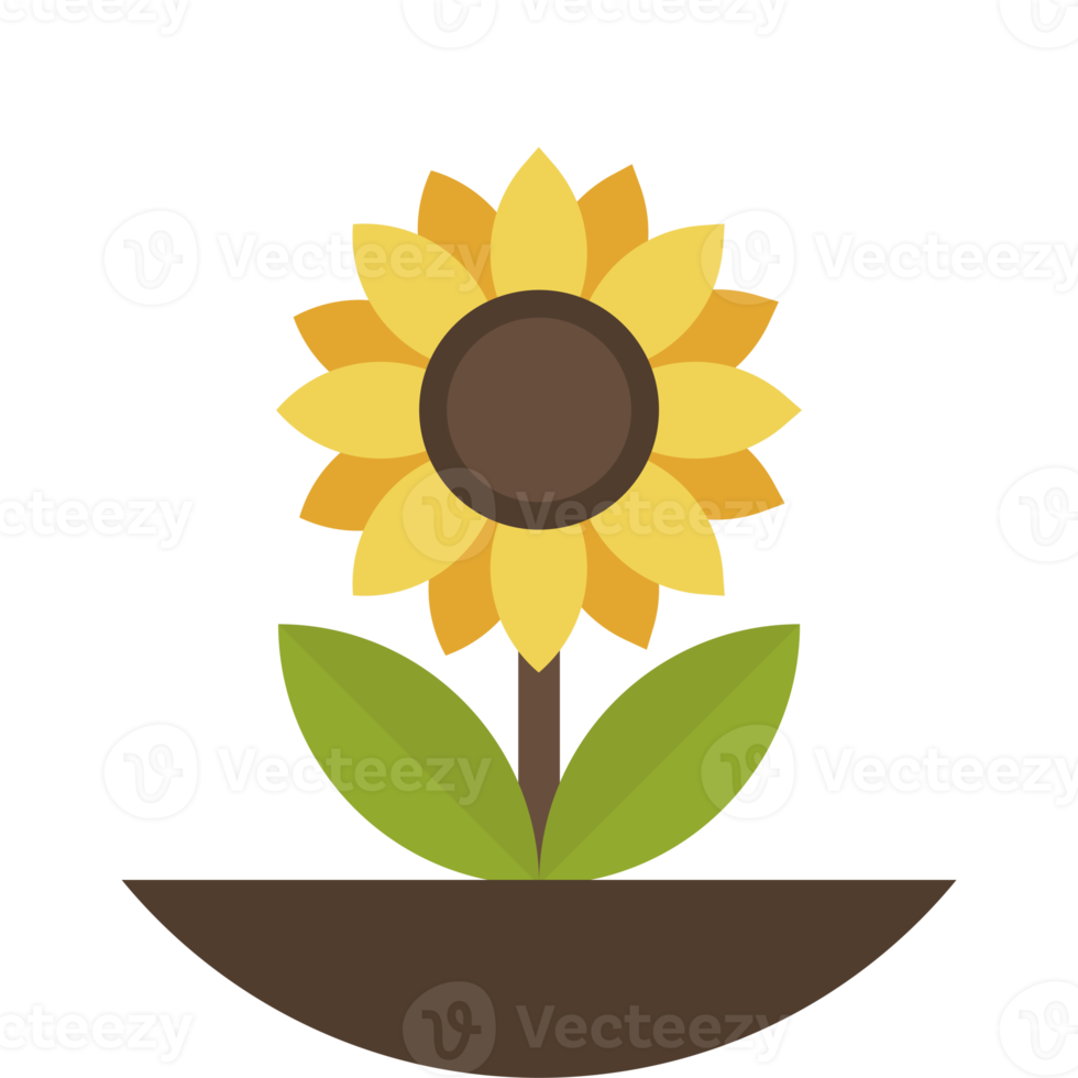 sunflower illustration in minimal style png