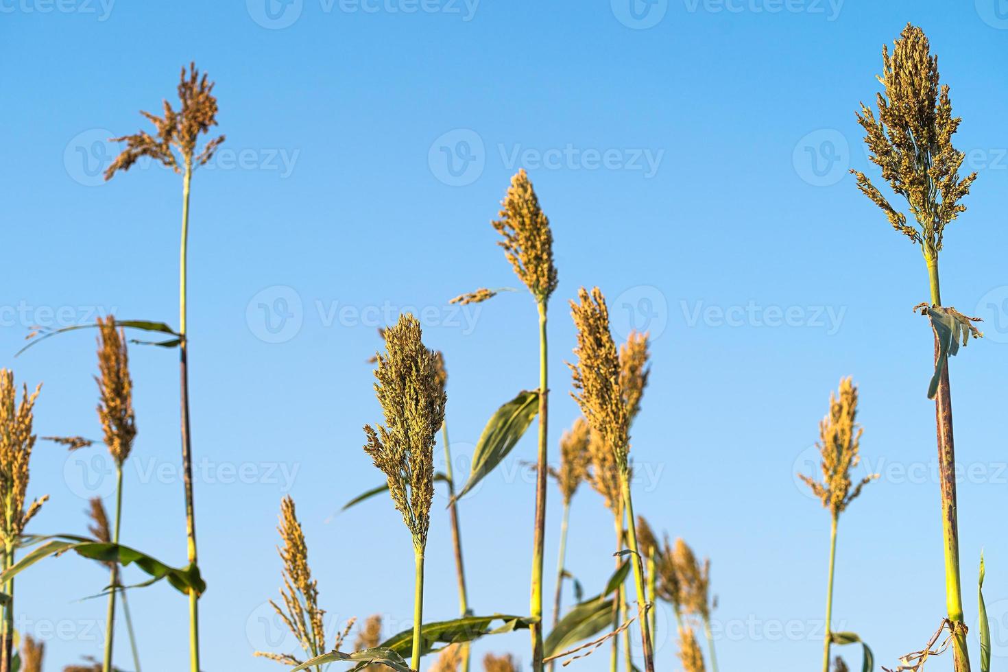 Sorghum in field of feed for livestock photo