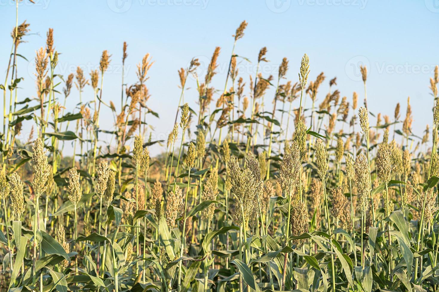 Millet or Sorghum in field of feed for livestock photo