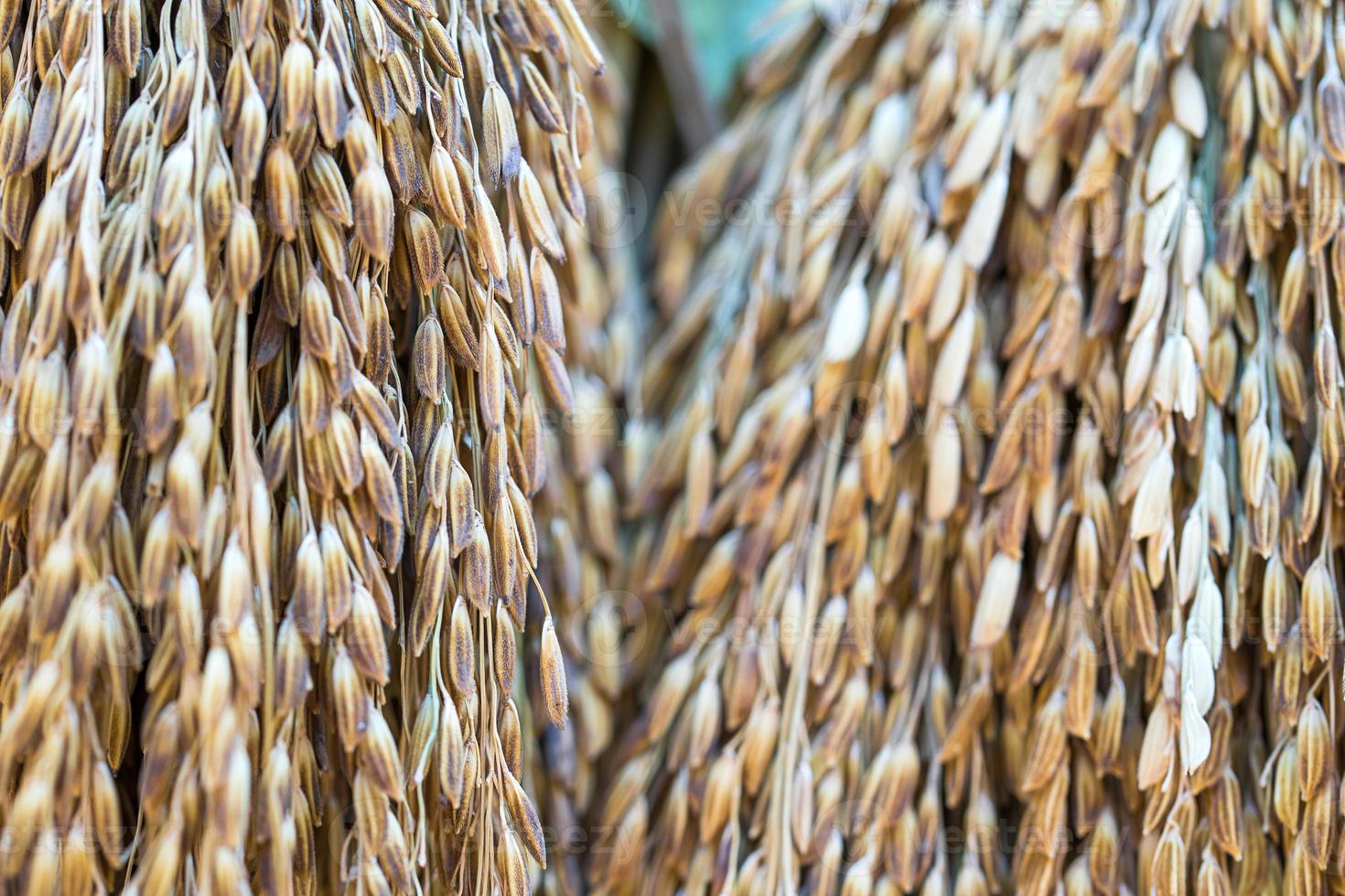 Dry paddy rice seeds photo