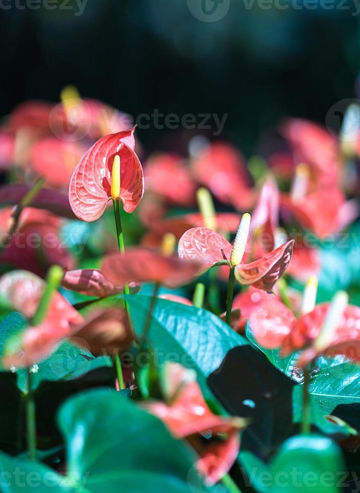 Close up of anthurium flowers photo
