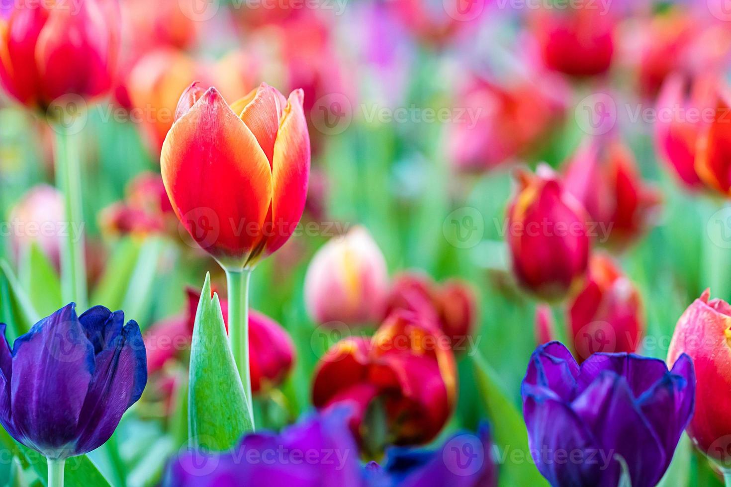 Red and purple tulips in the garden photo