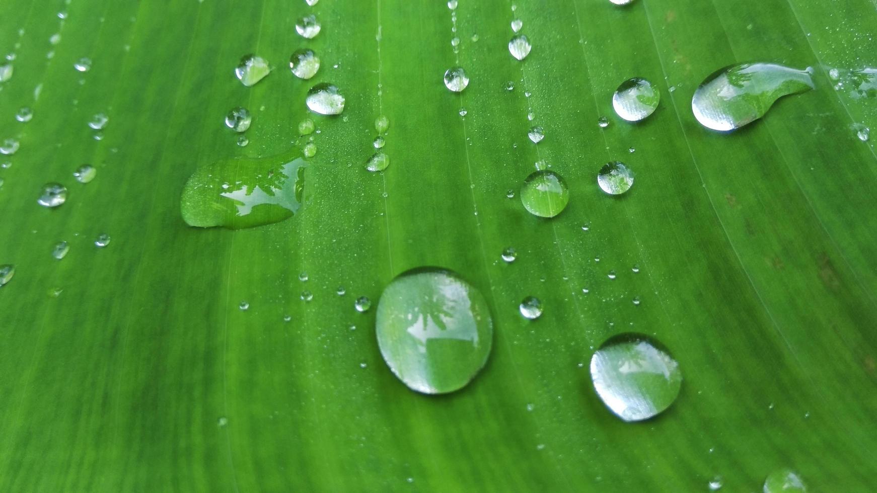 Raindrops sticking to banana leaves for background graphic design, wallpaper, banner, website or presentation photo