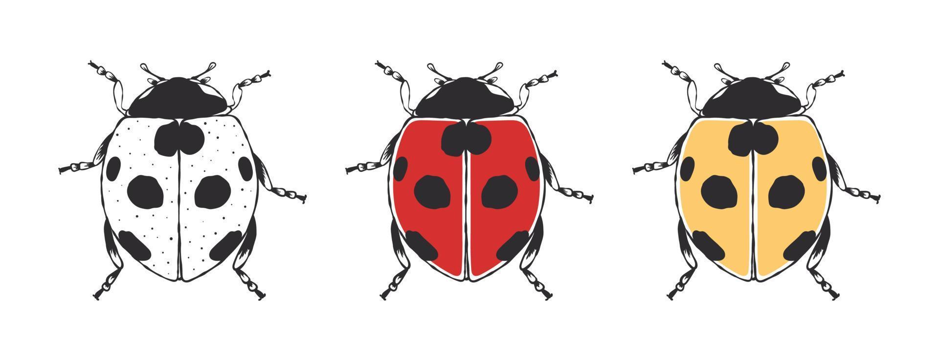 Ladybug. Cute hand drawn sketched Beetle. Doodle beetles. Vector illustration