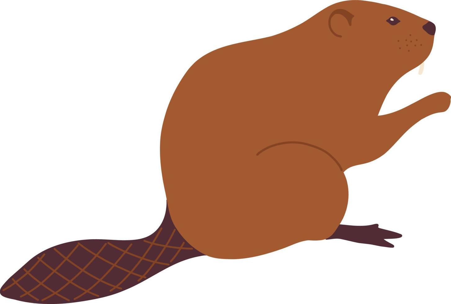 Beaver animal of nature. vector