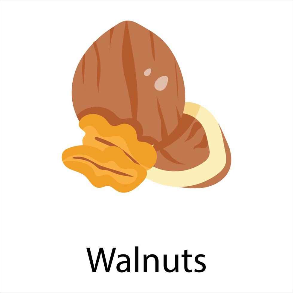 Trendy Walnuts Concepts vector