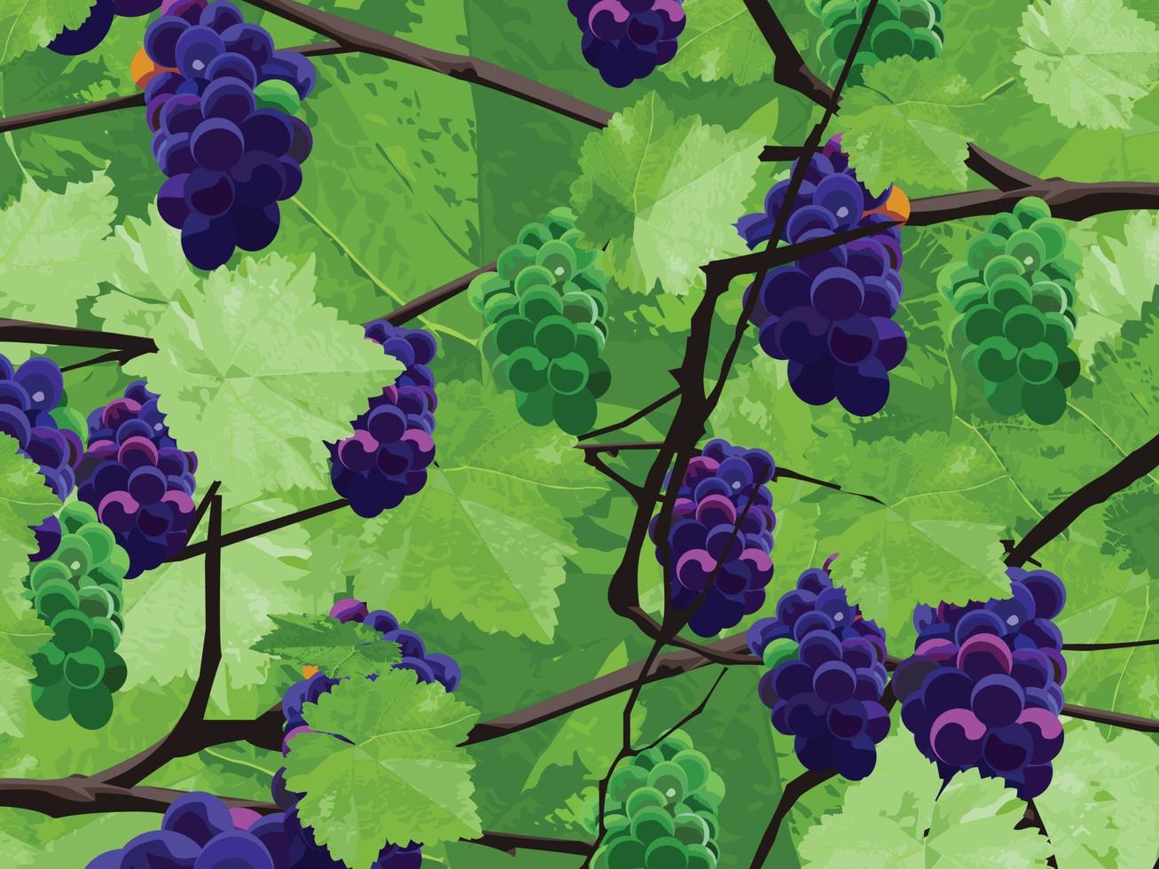 grapevines with grape vector