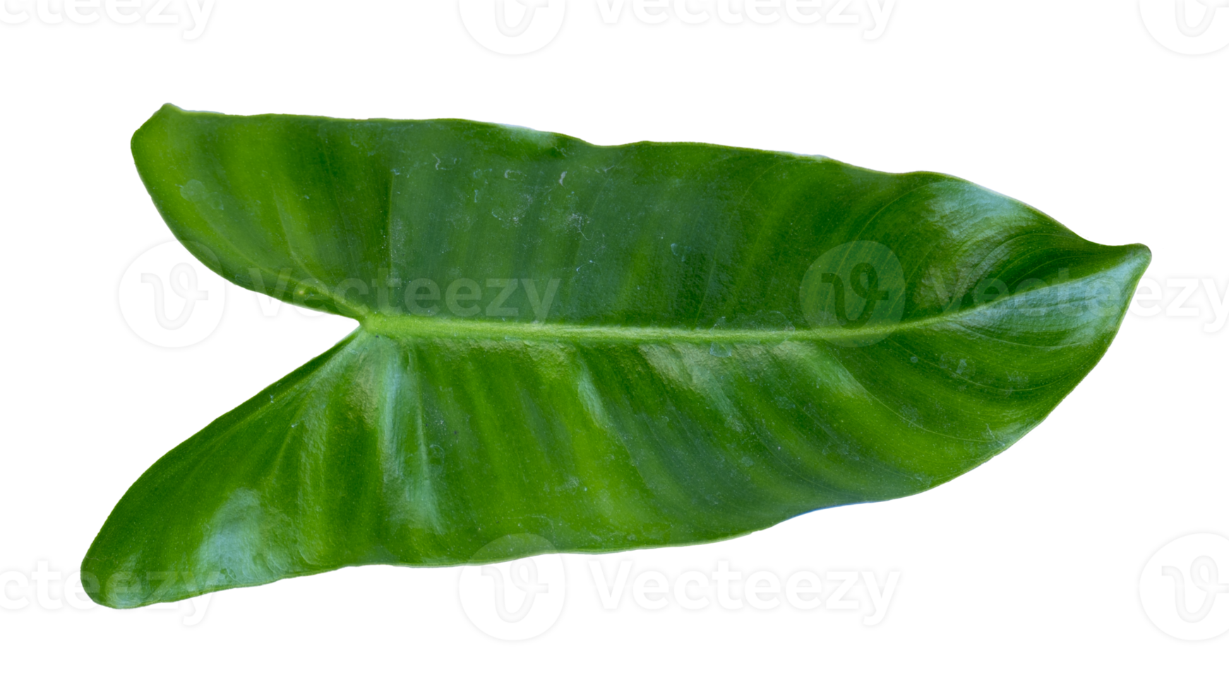 folha da planta philodendron billietiae png