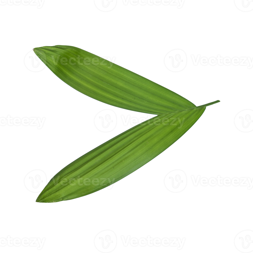 Palm leaf cut isolated for tropical theme png