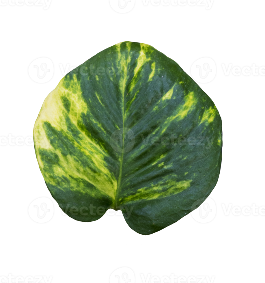 Leaves of yellow ivory betel for a tropical theme png