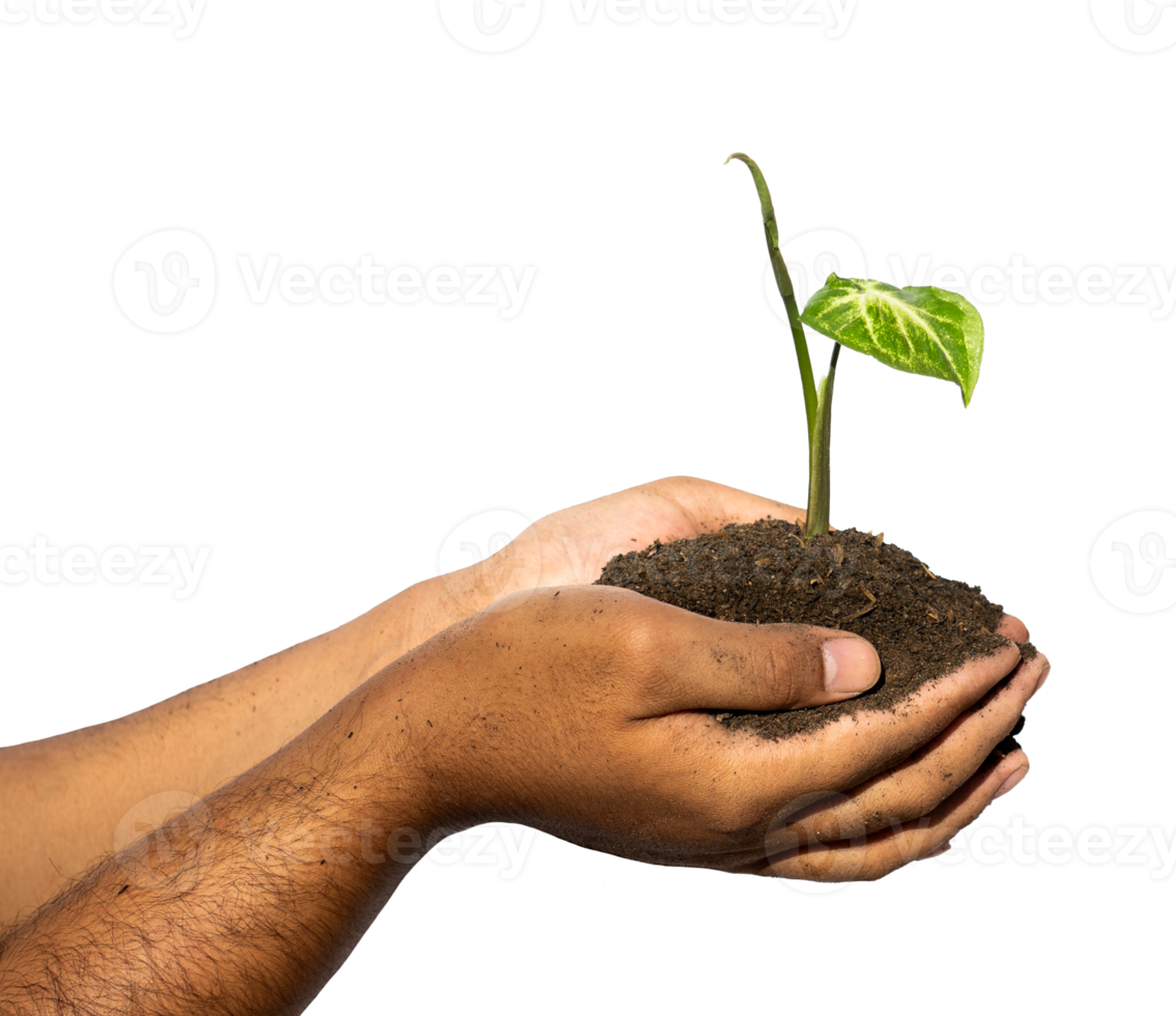 little plant in hands with soil png