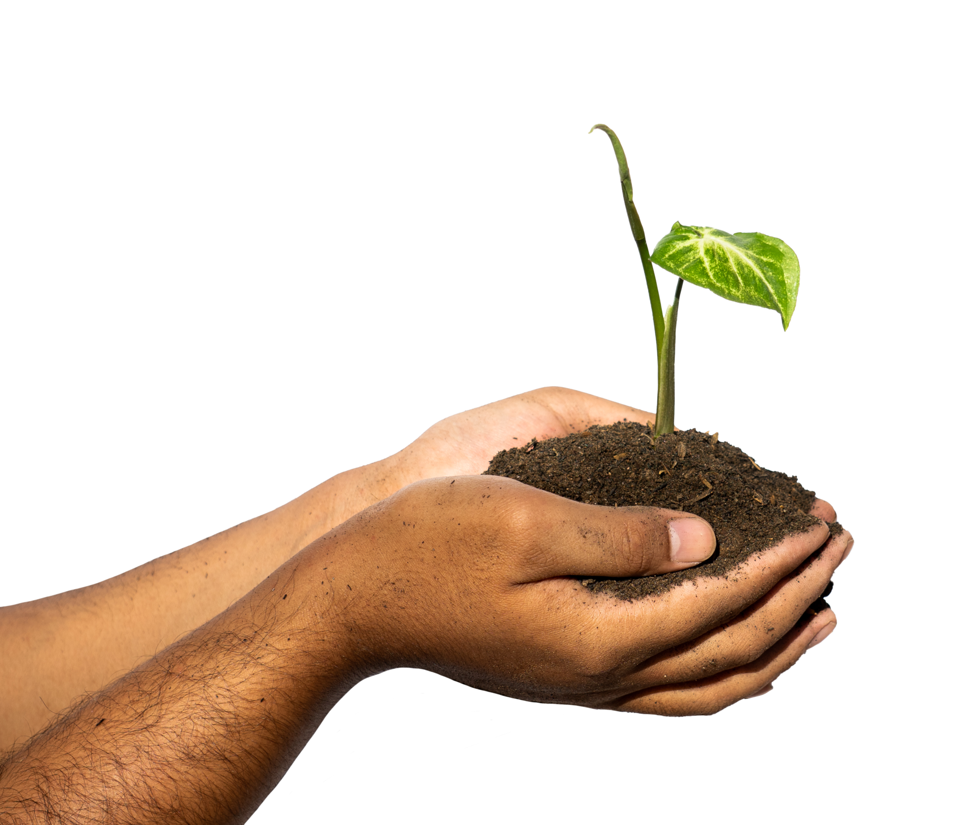 Little Plant In Hands With Soil 17185300 PNG little-plant-in-hands-with-soil-17185300-png