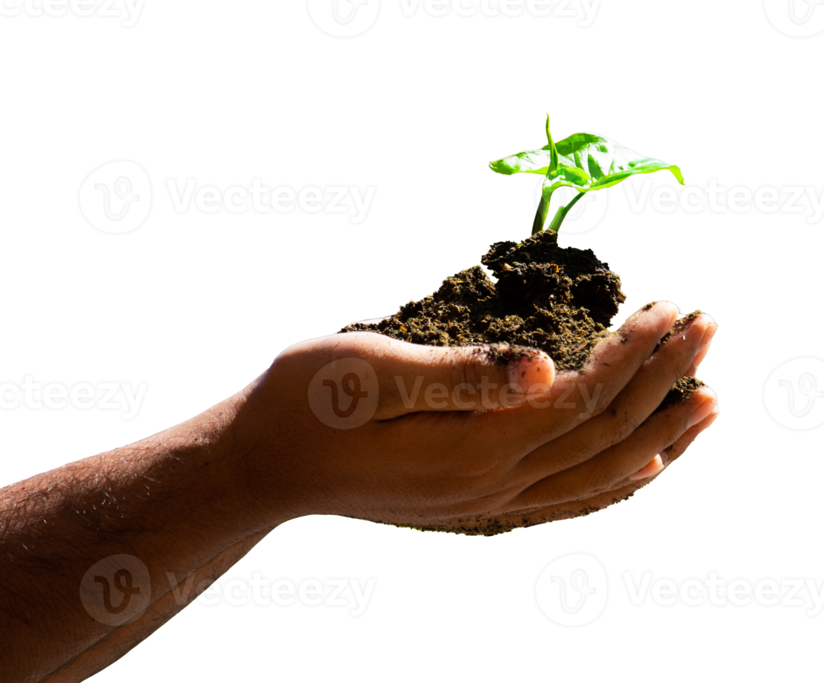 hand holding plant with soil png