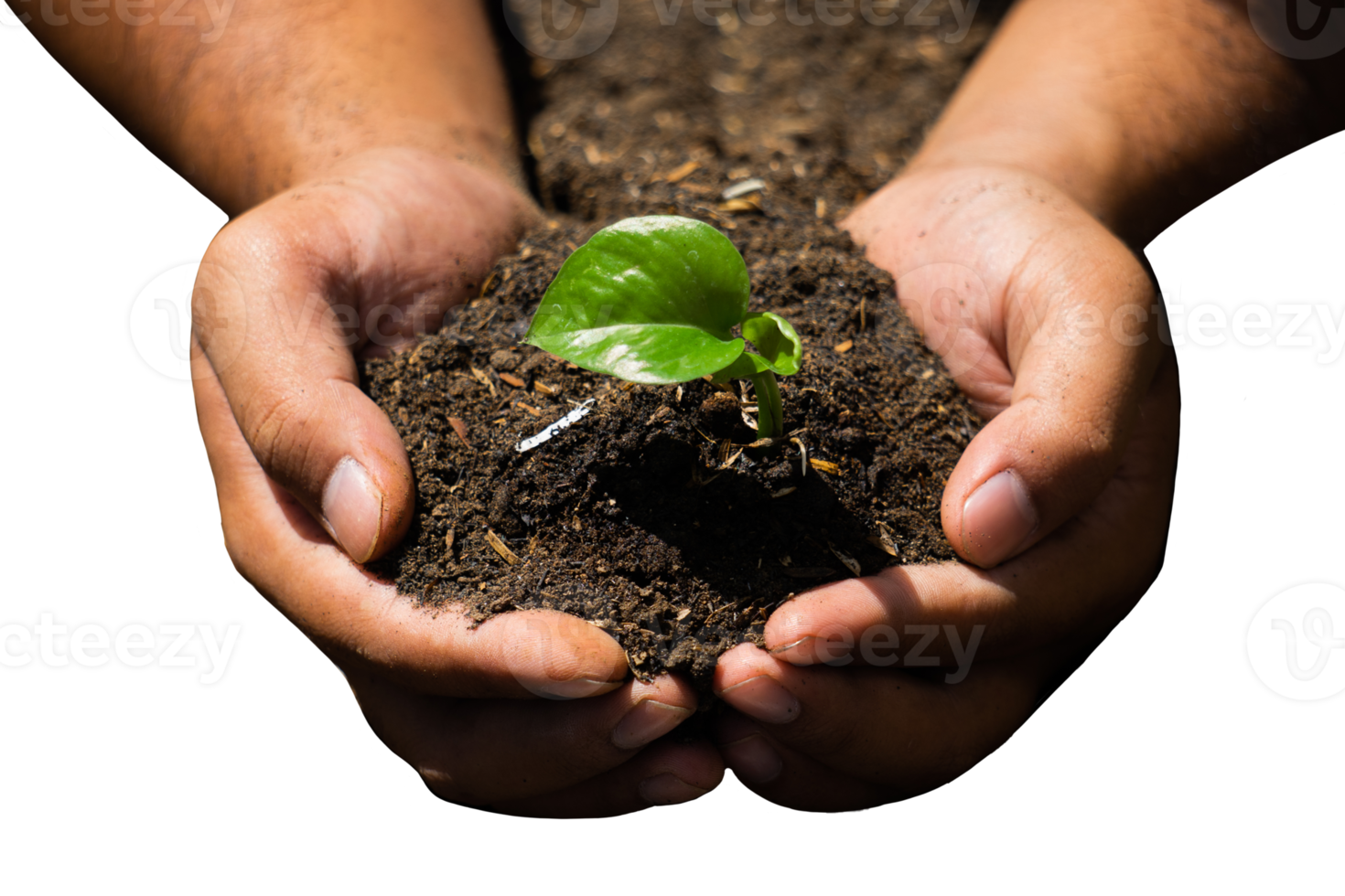 hands holding green plant seedling isolated png