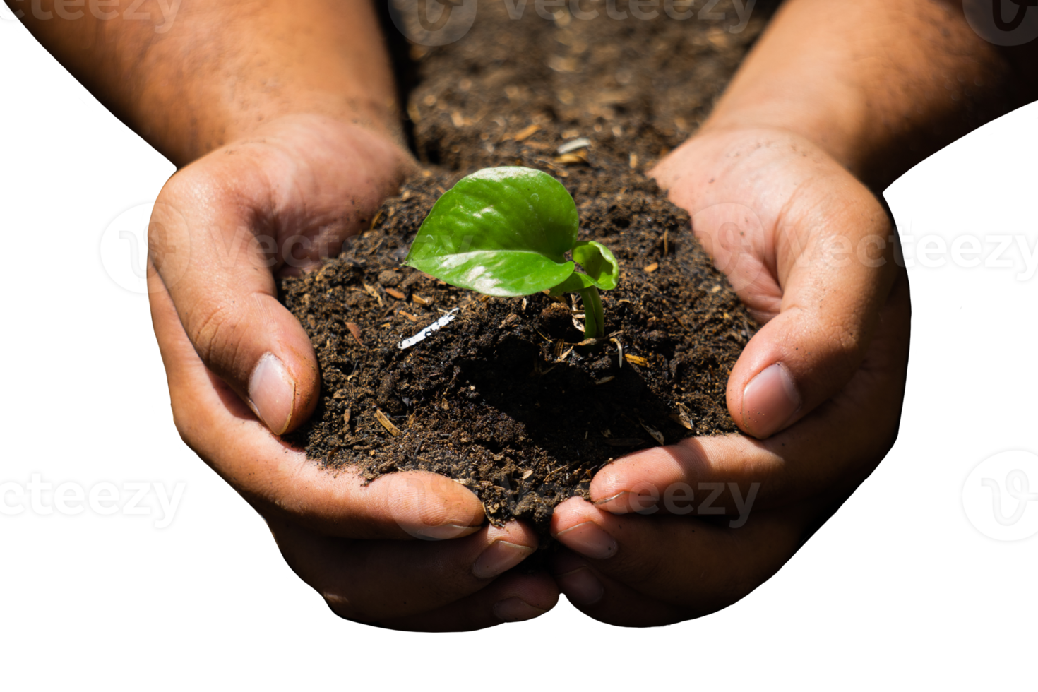 manos sosteniendo plántulas de plantas verdes aisladas png