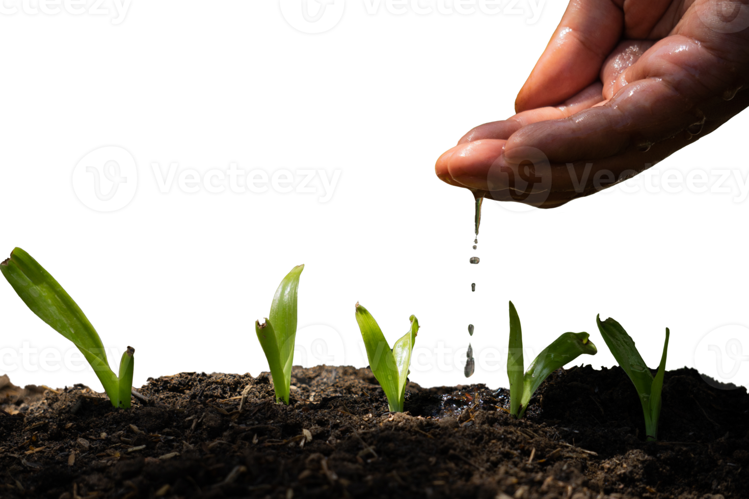 watering plant seed by hand png